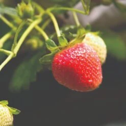 Cambridge Favourite Strawberry Plants 9 Cambridge Favourite Strawberry Plants -Plant Seeds Store FRU0018 1