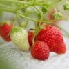 Cambridge Favourite Strawberry Plants 2 Cambridge Favourite Strawberry Plants -Plant Seeds Store FRU0018 3