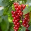 'Red Lake' Redcurrant Bush -Plant Seeds Store FRU0025 1 4c2cf5a3 c0bd 40ae 80d2 2cf2913e0c4d