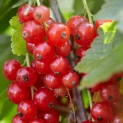 Rovada Redcurrant Bush 7 Rovada Redcurrant Bush -Plant Seeds Store FRU0025 2 fcf0b414 1360 4765 aad8 3823701dffd3