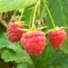 Polka Raspberry Plants 1 Polka Raspberry Plants -Plant Seeds Store FRU0029 2