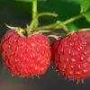 Malling Leo Raspberry Plants -Plant Seeds Store FRU0030 1