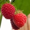 Malling Admiral Raspberry Plants -Plant Seeds Store FRU0032 1