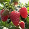 Joan J Raspberry Plants -Plant Seeds Store FRU0034 2