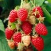 Glen Prosen Raspberry Plants -Plant Seeds Store FRU0036 2