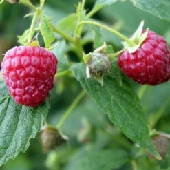 Award Winning Raspberry Canes | Growers' Choice 11 Award Winning Raspberry Canes | Growers' Choice -Plant Seeds Store FRU0039 1 493da097 e491 462e 81ee 19f087484cc0