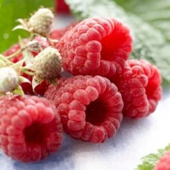 All Season Raspberry Plants Collection -Plant Seeds Store FRU0041 1 d548fa5a 11b5 4f0a b1d8 2dbe54a9fe51