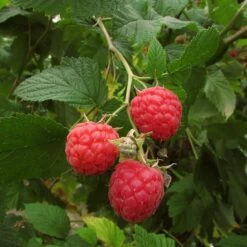 Autumn Bliss Raspberry Plants -Plant Seeds Store FRU0041 3