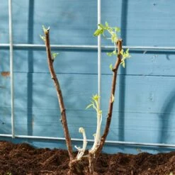 Autumn Bliss Raspberry Plants -Plant Seeds Store FRU0041 4