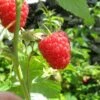 Autumn Bliss Raspberry Plants -Plant Seeds Store FRU0041 5