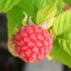 Glen Ample Raspberry Plants 1 Glen Ample Raspberry Plants -Plant Seeds Store FRU0042 4