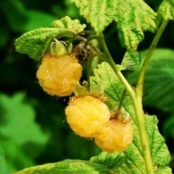All Gold Raspberry Plants 8 All Gold Raspberry Plants -Plant Seeds Store FRU0044 2 540x 8d3cb59b 8326 4192 996d 35f1b0521248