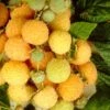 All Gold Raspberry Plants 1 All Gold Raspberry Plants -Plant Seeds Store FRU0044 3