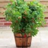 'Yummy' Patio Raspberry Plant -Plant Seeds Store FRU0045 1 d7b103e7 ece9 4754 aafa 76fbf2e78612