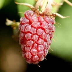 Thornless Loganberry Plant -Plant Seeds Store FRU0051 1