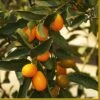 Kumquat Tree | Grafted Mini-Stem -Plant Seeds Store FRU0055 1