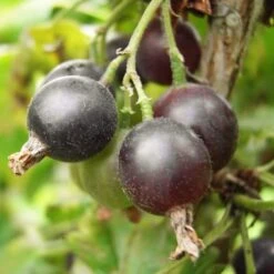 Unusual Berry Collection -Plant Seeds Store FRU0058 2