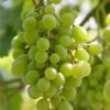 'Superior Seedless' Outdoor Grape Vine -Plant Seeds Store FRU0064 1