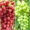 Seedless Outdoor Grape Collection -Plant Seeds Store FRU0065 1