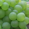 'Phoenix' Outdoor Grape Vine -Plant Seeds Store FRU0066 1 c010f1b4 209f 499c 8986 6bace601a79d