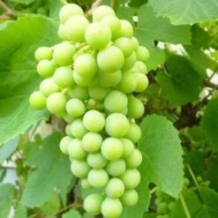 'Phoenix' Outdoor Grape Vine 6 'Phoenix' Outdoor Grape Vine -Plant Seeds Store FRU0066 2