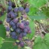 'Muscat Blue' Grape Vine -Plant Seeds Store FRU0068 1