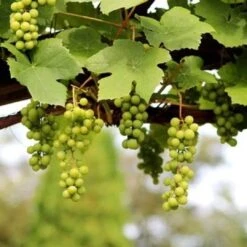 'Lakemont' Seedless Outdoor Grape Vine -Plant Seeds Store FRU0069 2