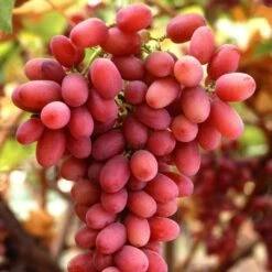 Seedless Outdoor Grape Collection -Plant Seeds Store FRU0070 1 c32b8699 ae0e 4165 8257 4d61cf0ef37e