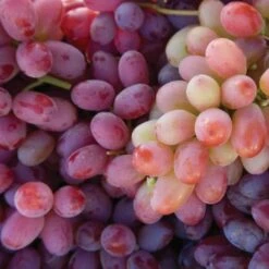 'Crimson Seedless' Grape Vine -Plant Seeds Store FRU0070 2