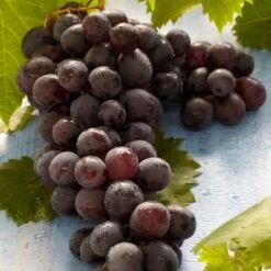 'Boskoop Glory' Seedless Outdoor Grape Vine 10 'Boskoop Glory' Seedless Outdoor Grape Vine -Plant Seeds Store FRU0071 2