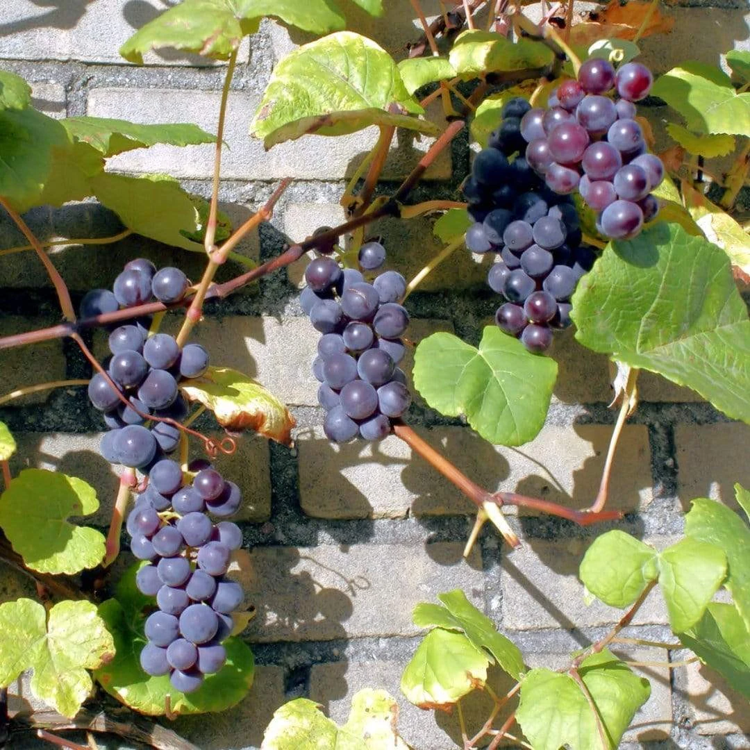 'Boskoop Glory' Seedless Outdoor Grape Vine 5 'Boskoop Glory' Seedless Outdoor Grape Vine - Image 3