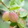 Invicta Gooseberry Bush 1 Invicta Gooseberry Bush -Plant Seeds Store FRU0074 1