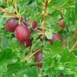 Hinnonmaki Red Gooseberry Bush -Plant Seeds Store FRU0075 2