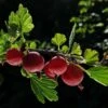 Hinnonmaki Red Gooseberry Bush 2 Hinnonmaki Red Gooseberry Bush -Plant Seeds Store FRU0075 4