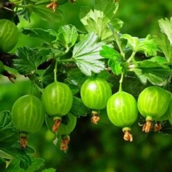 Complete Gooseberry Collection | Red, White & Green -Plant Seeds Store FRU0077 5 c4950aeb 70ed 4be1 a3f0 019e8fc00a92