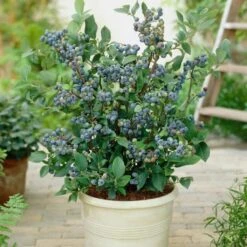 All Season Blueberry Plants Collection -Plant Seeds Store FRU0083 2 08deb223 7e01 46d3 89b8 90aa57d4543b