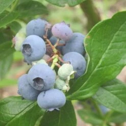 Plant Seeds Store 17 Patriot Blueberry Bush
