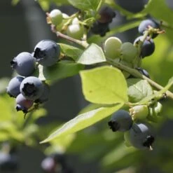 Plant Seeds Store 11 Herbert Blueberry Bush
