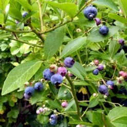 Plant Seeds Store 13 Goldtraube Blueberry Bush