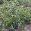 Duke Blueberry Bush -Plant Seeds Store FRU0089 1