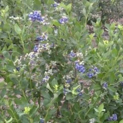 Duke Blueberry Bush -Plant Seeds Store FRU0089 2