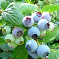 Plant Seeds Store 5 Bluecrop Blueberry Bush