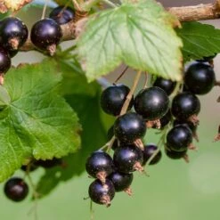 Ben Lomond Blackcurrant Bush -Plant Seeds Store FRU0092 3