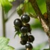 Ben Lomond Blackcurrant Bush 1 Ben Lomond Blackcurrant Bush -Plant Seeds Store FRU0092 4
