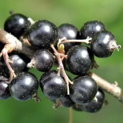 Ben Connan Blackcurrant Bush -Plant Seeds Store FRU0093 1