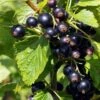 Ben Connan Blackcurrant Bush -Plant Seeds Store FRU0093 3