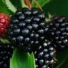 Waldo Blackberry Plants -Plant Seeds Store FRU0094 1