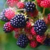 Loch Ness Blackberry Plants 1 Loch Ness Blackberry Plants -Plant Seeds Store FRU0095 2