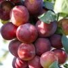 Victoria Plum Tree -Plant Seeds Store FRU0106 1