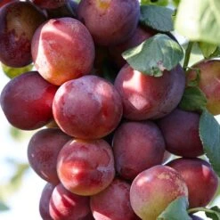 Mini Orchard Collection | Cherry, Pear & Plum Trees -Plant Seeds Store FRU0106 1 ba87e6d4 dcbc 48cc a402 47024f84c57d